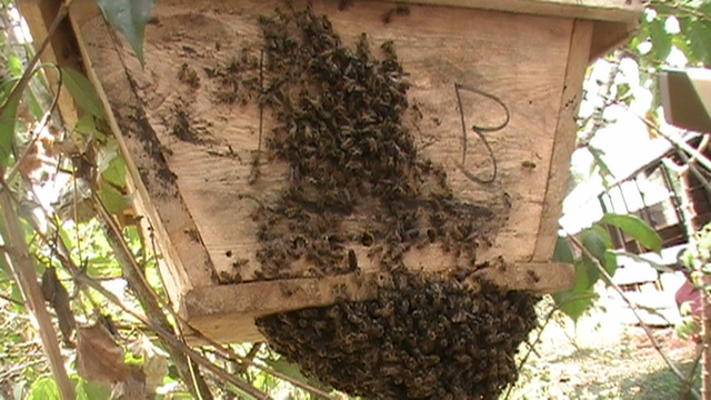 bee_biology_swarm_entering_hive_budadiri.