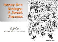 honeybee_biology_slide_show.jpg