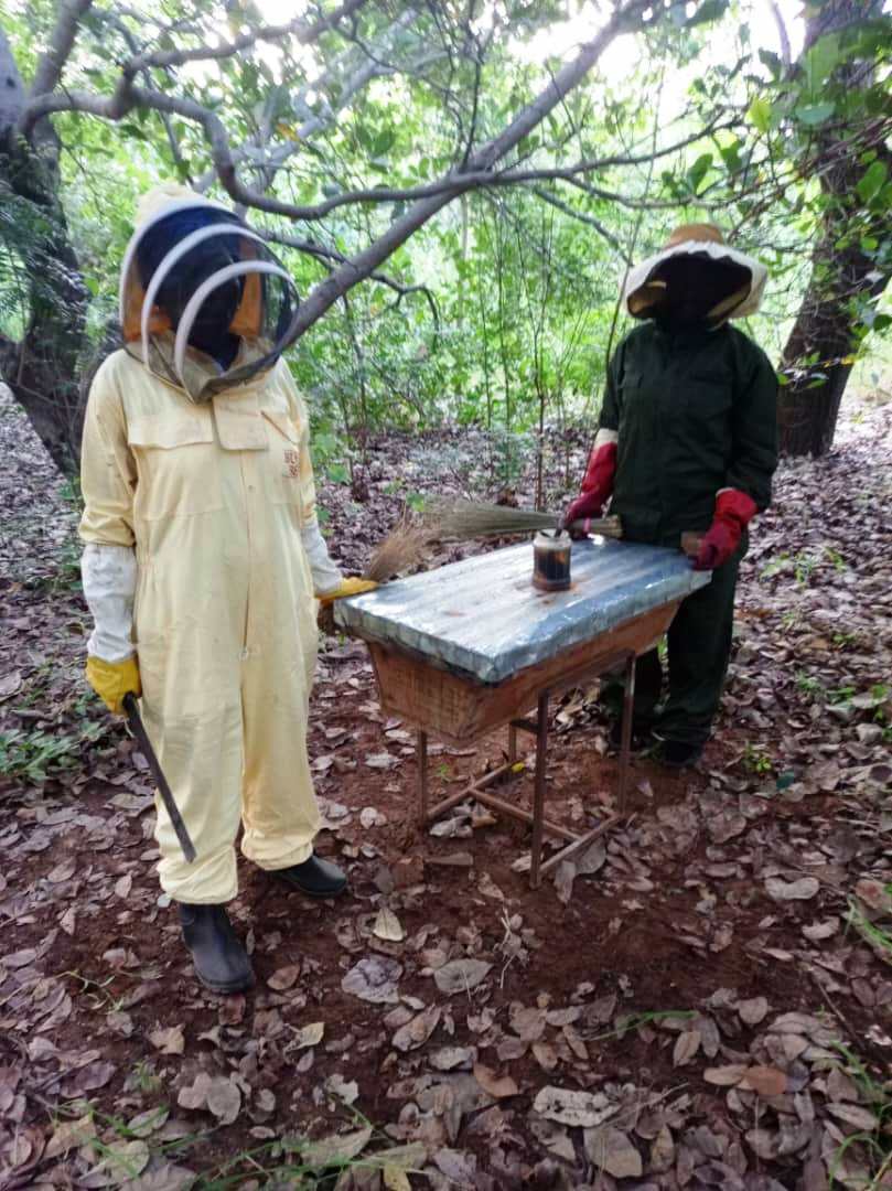 Well-maintained active hive