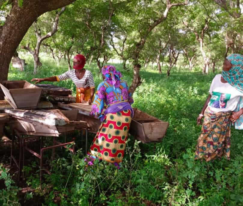 Refurbishing apiary site