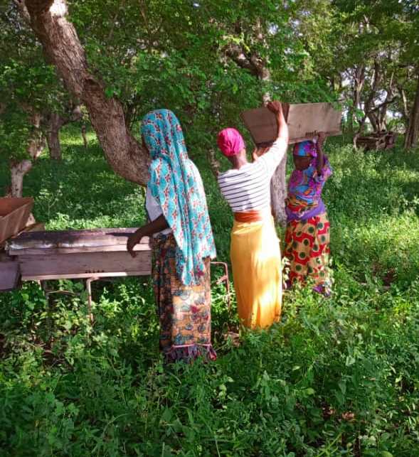 2025-10-15_9_good_refurbishing_apiary