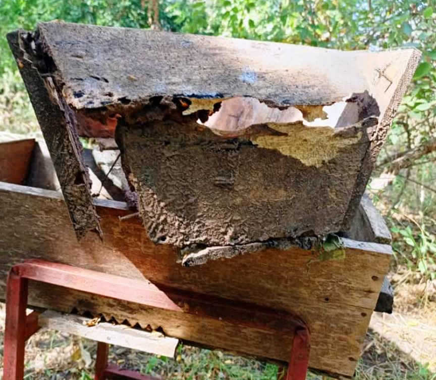 Damaged abandoned hives