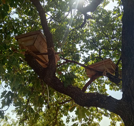bait hives placed in trees