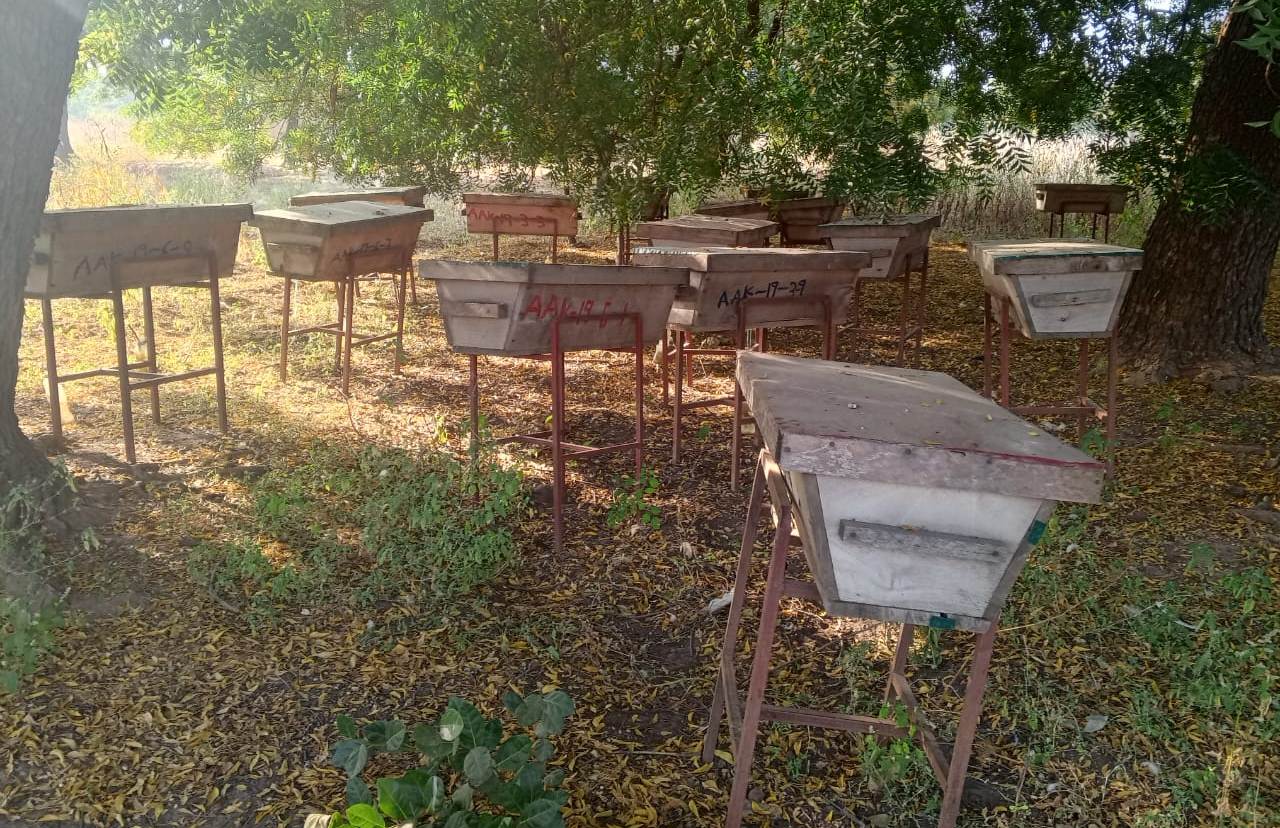 KTBH apiary setup early