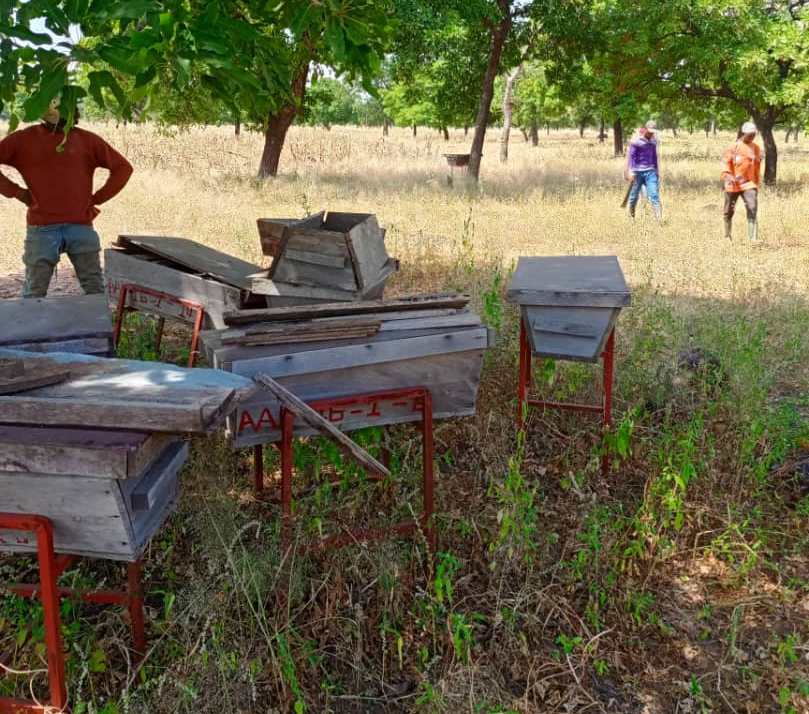 KTBH apiary setup