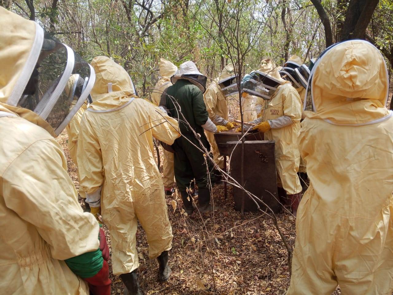 beekeepers inspecting hive