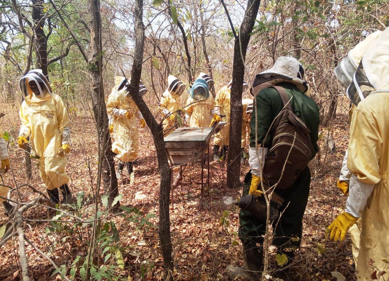 Group hive inspection
