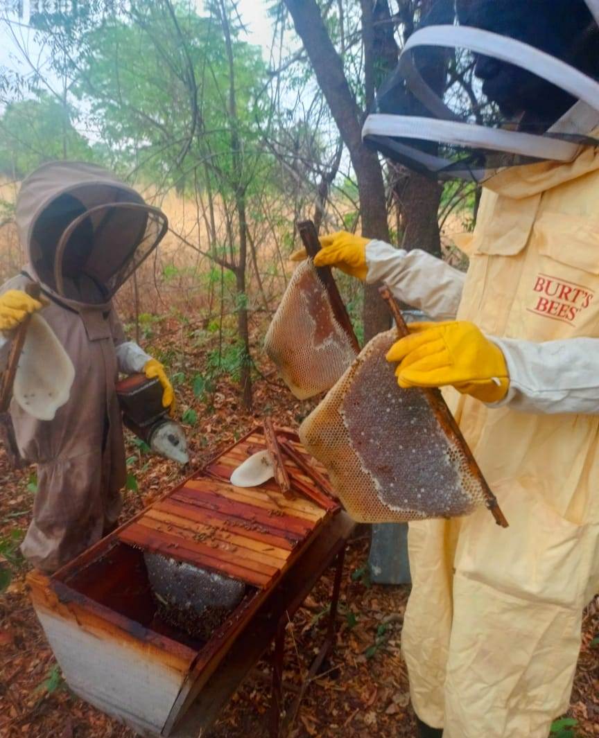 supervised hive inspetion