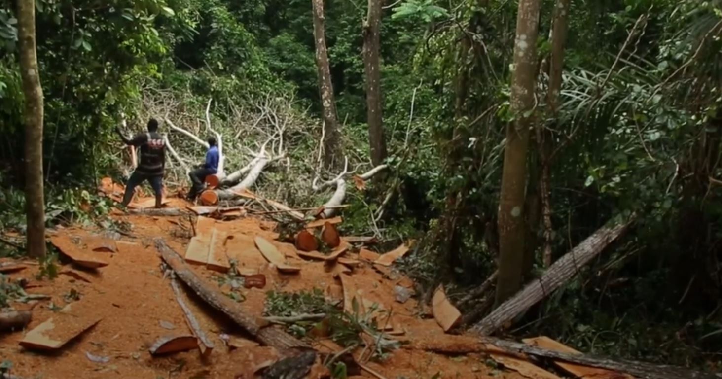 habitat loss deforestation